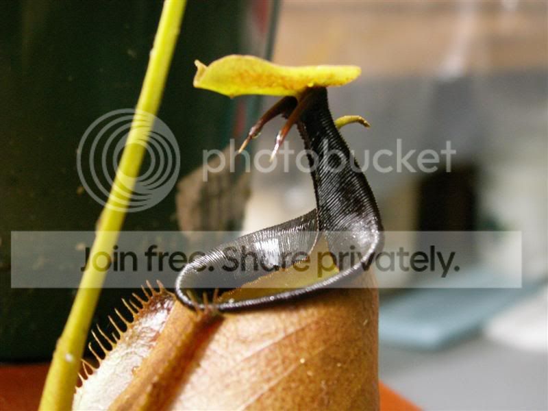 NBicalcarata2.jpg