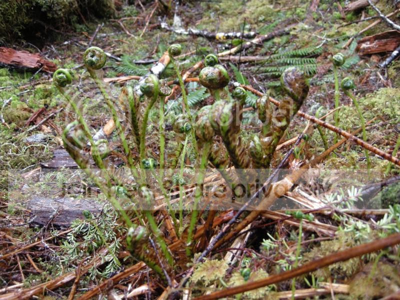 DSCN7227.jpg