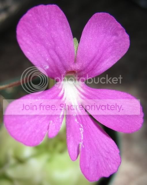 fakeweserflower2.jpg