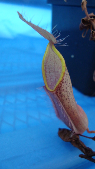 6202414868_32748b15de_z.jpg