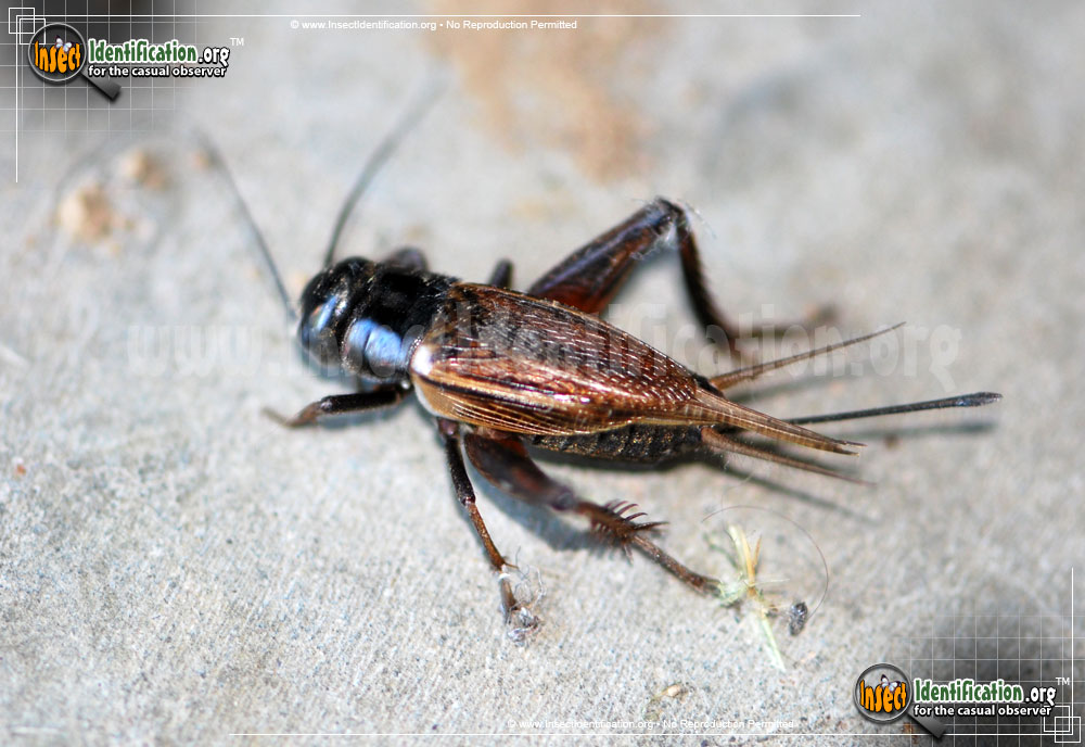 field-cricket.jpg