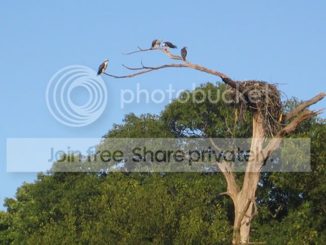 OspreyS.jpg