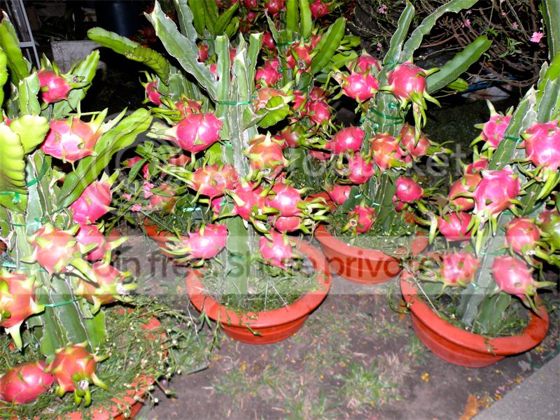 dragonfruit_zps5c34a799.jpg~original