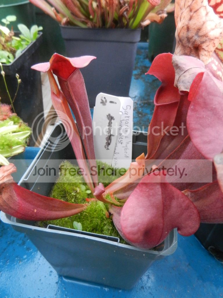 UNCCGreenhouse053.jpg