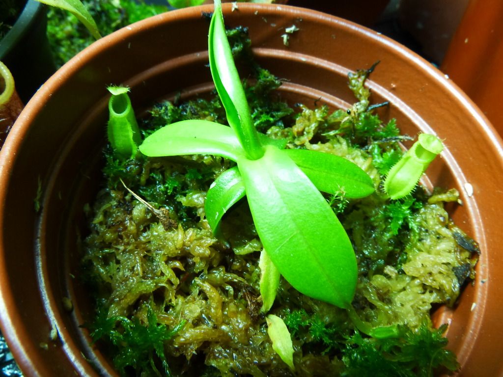 flowerstalkvft12102012008.jpg