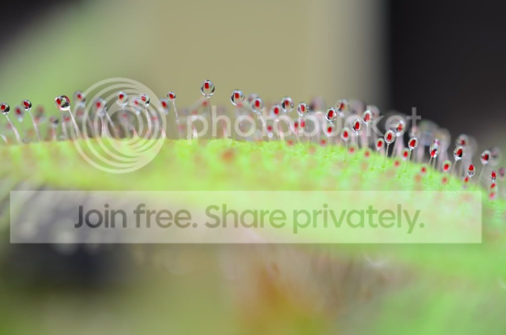 moreplants012.jpg