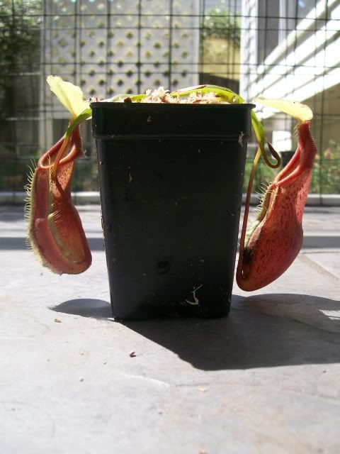 Singalana3.jpg