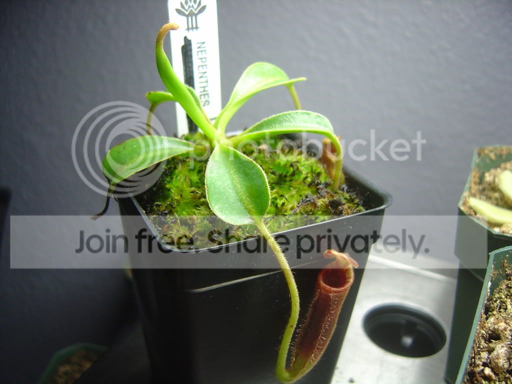 NLowii8-18-08003.jpg