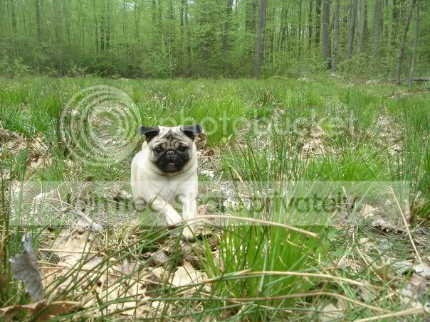 PugFrolic.jpg