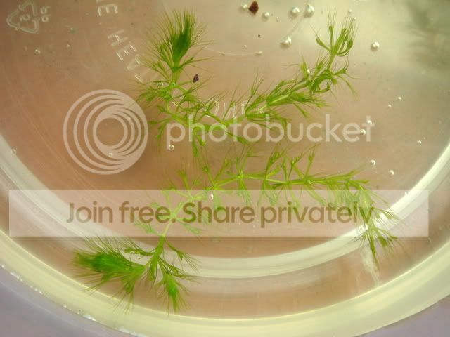 aldrovandra_vesiculosa_plants.jpg