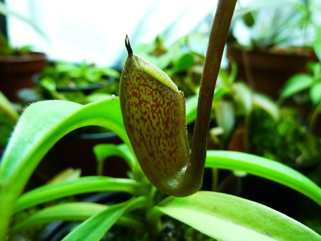 plants10032012081.jpg