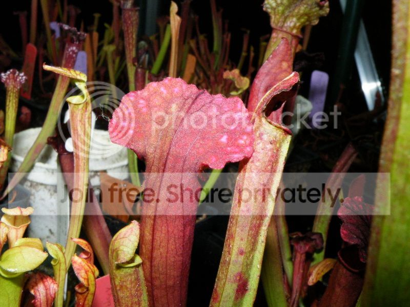 DSCF9517.jpg