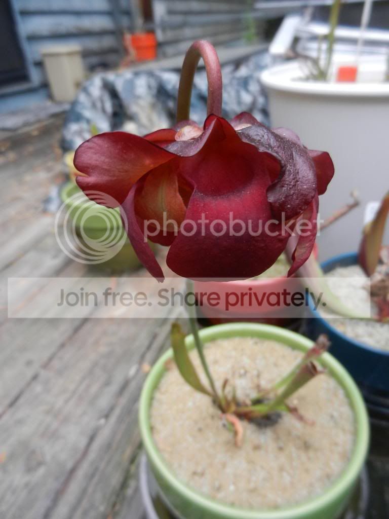 DSCN5937_zps7e2d0b02.jpg