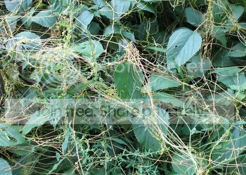 Dodder.jpg