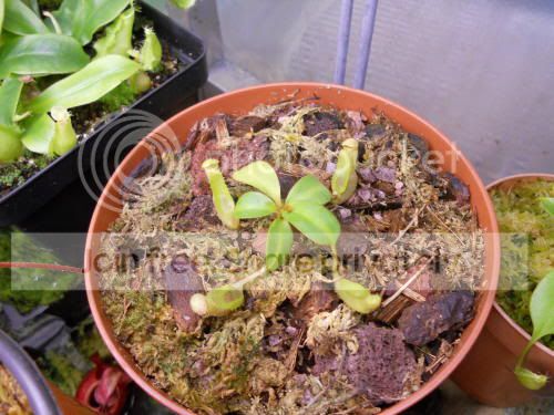 Nclipeata_1-18-12.jpg