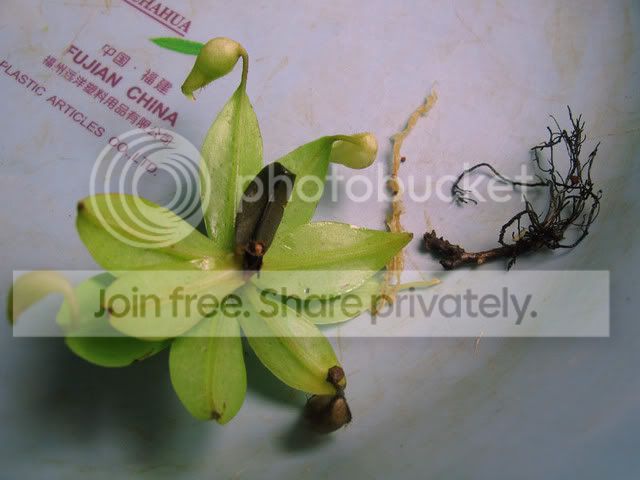 northiana_cutting2.jpg