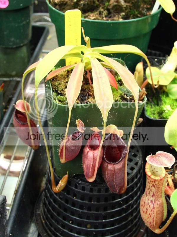 Novatafromseed1.jpg