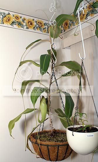 Nraffplant-1.jpg