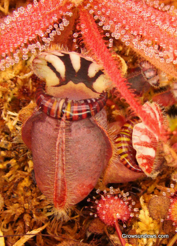 Cephalotus_nectar.JPG