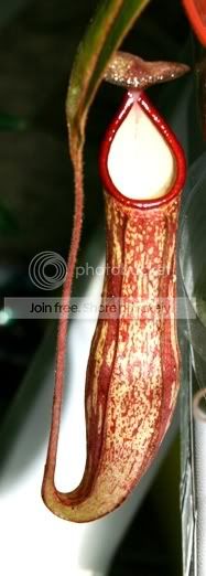 splendianaxhookeriana.jpg