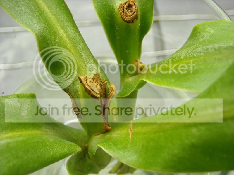 Nventricosacutting-62408.jpg