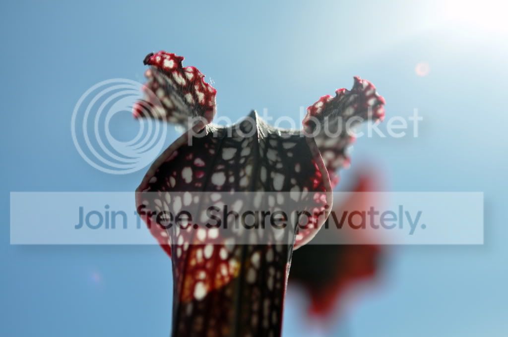 CSC_0072.jpg