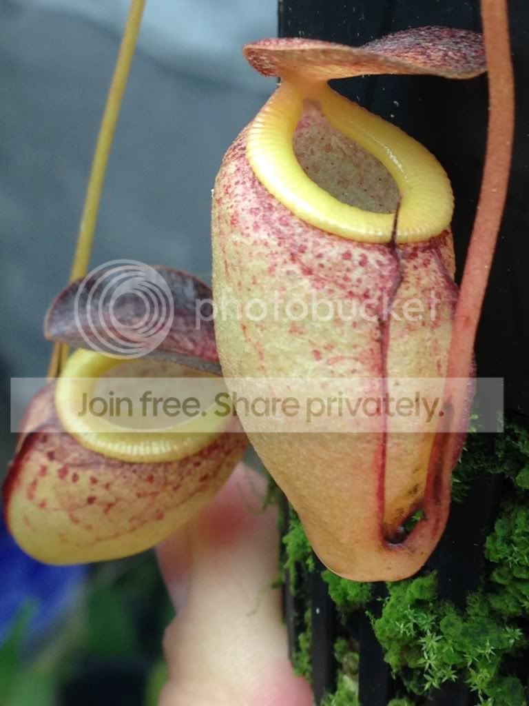 image_zpsea2f9ecb.jpg