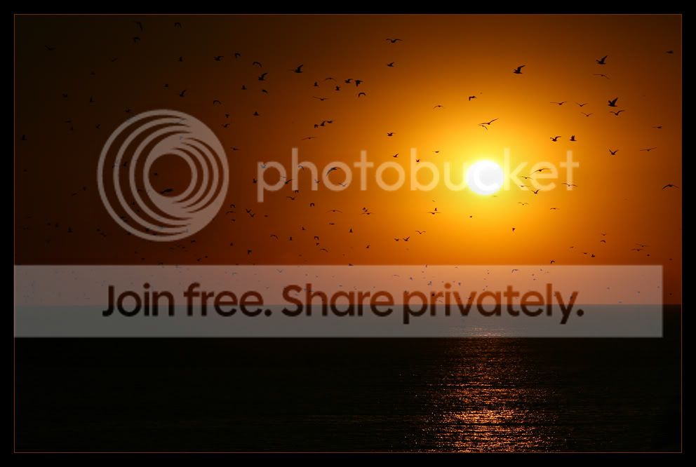 CapistranoBeachBirds_1466.jpg
