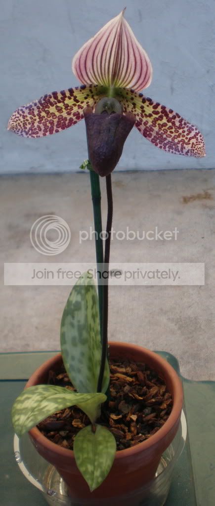 OrchidWhole.jpg