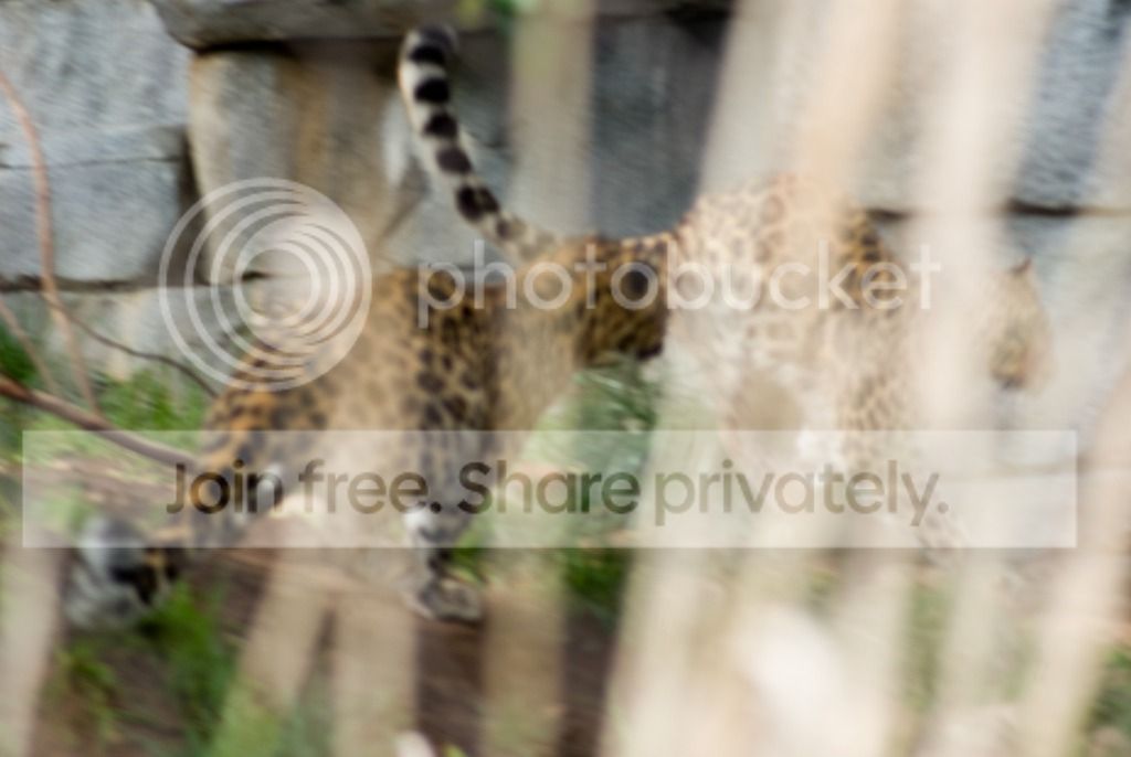 IMGP3412_zpsrxwk67ag.jpg