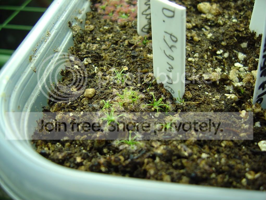 CPs1-4-09009.jpg