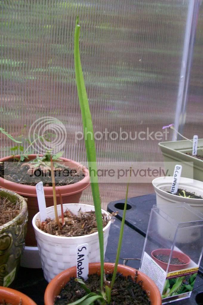 CarnivorousPlants018.jpg