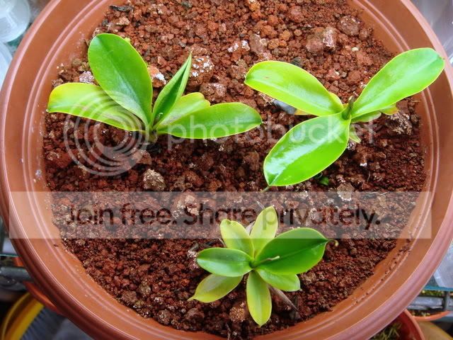 campanulata_lfsvsbe.jpg