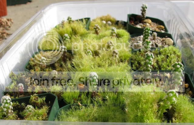 IMG_0022-1Mtheresaeseedlings.jpg