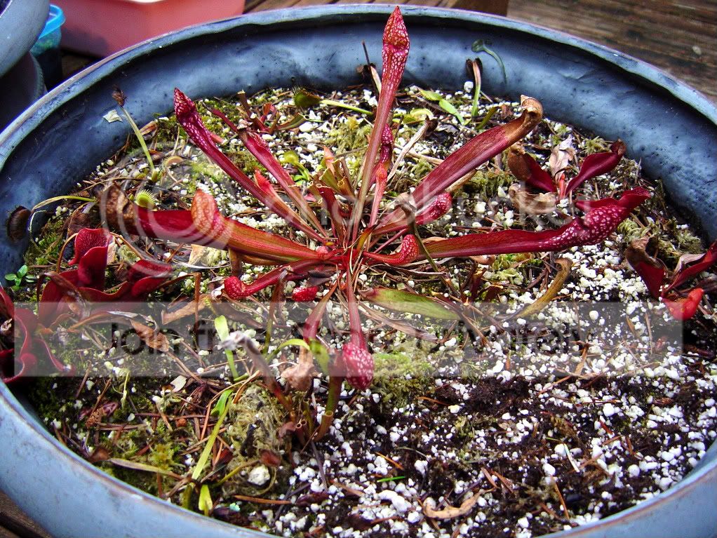 Endofdormancy005.jpg