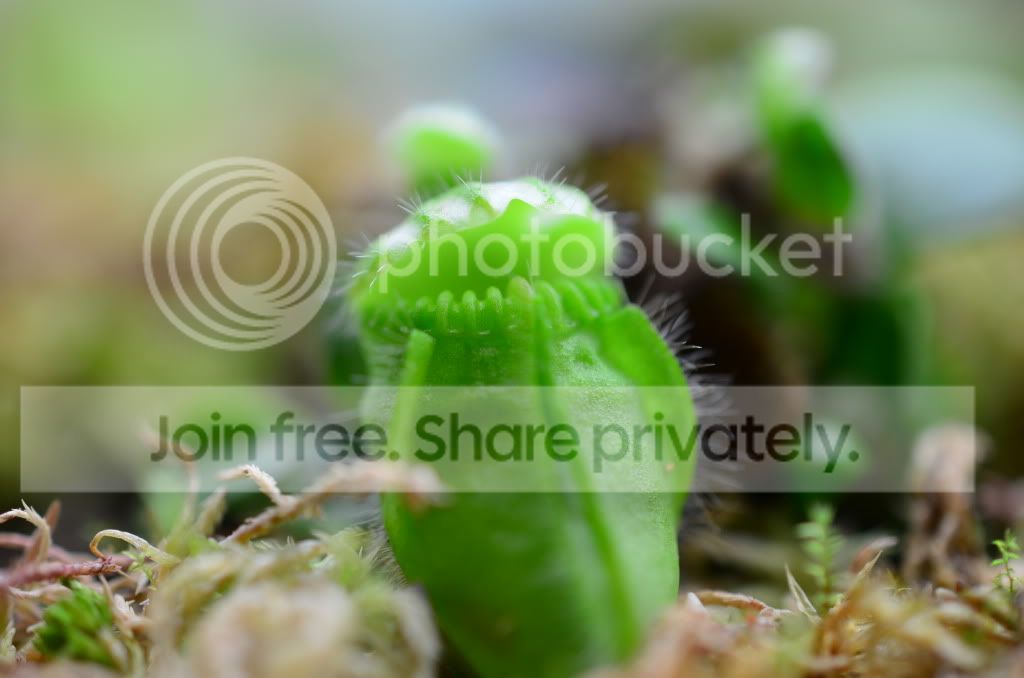 moreplants007.jpg