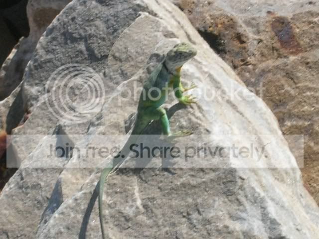 lizard2.jpg
