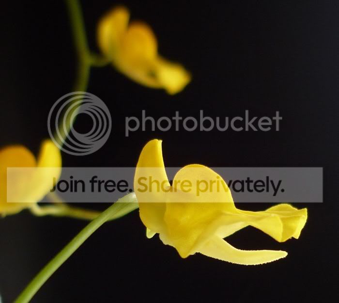 Upraelongaspur051611RS.jpg