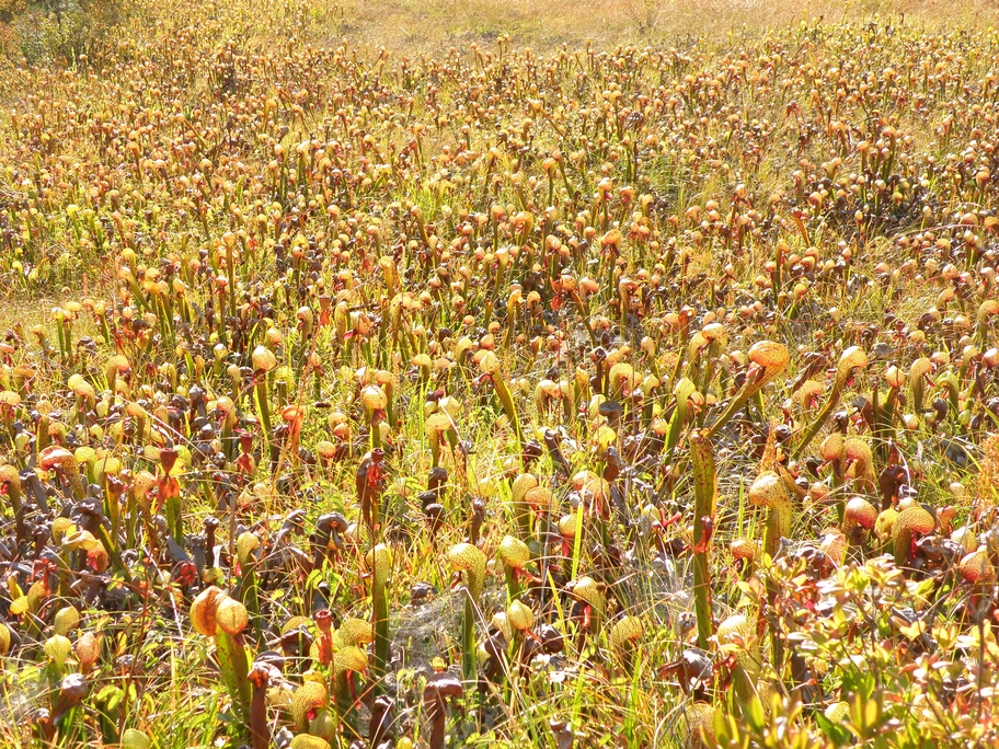 PA190815.jpg