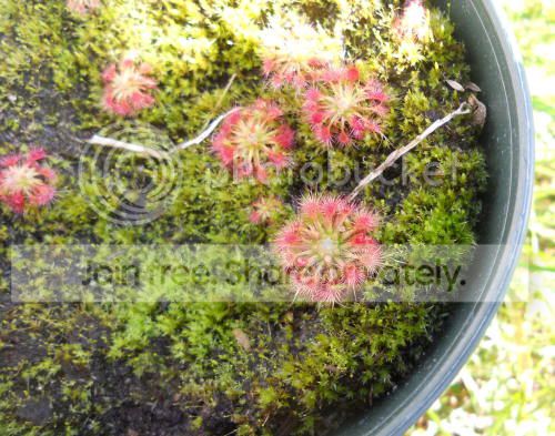 Dallantostigma01_10-5-11.jpg