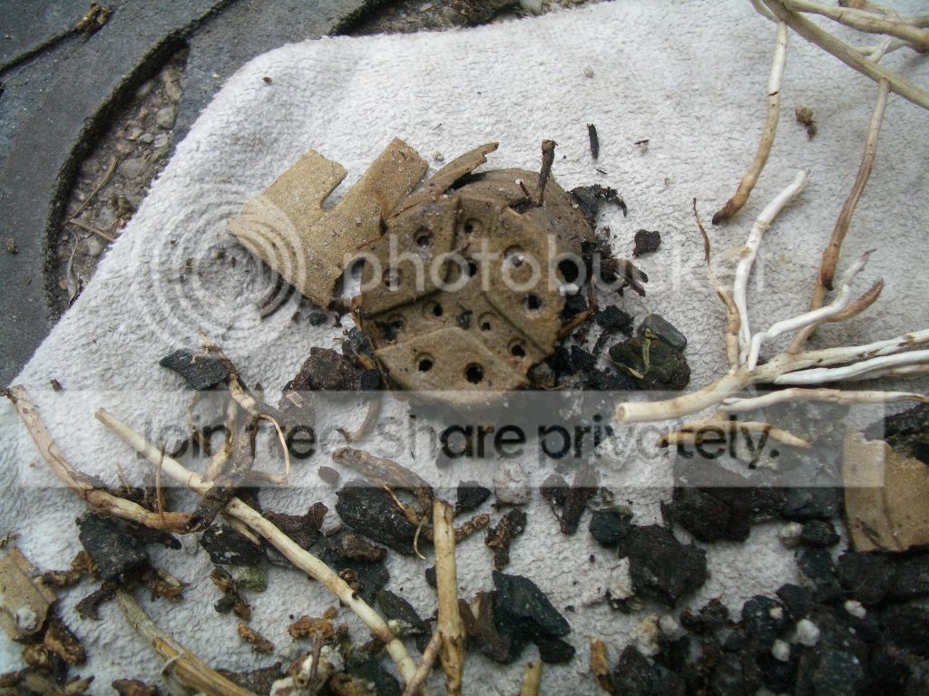 IMGP9556.jpg
