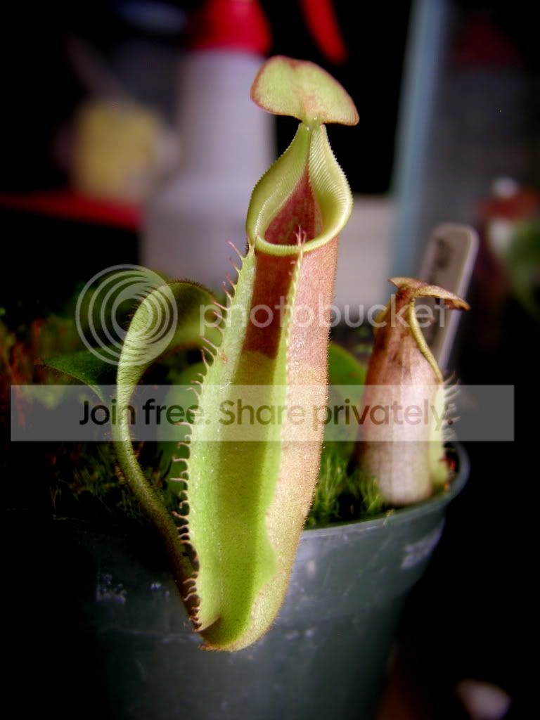 P1010064-4.jpg
