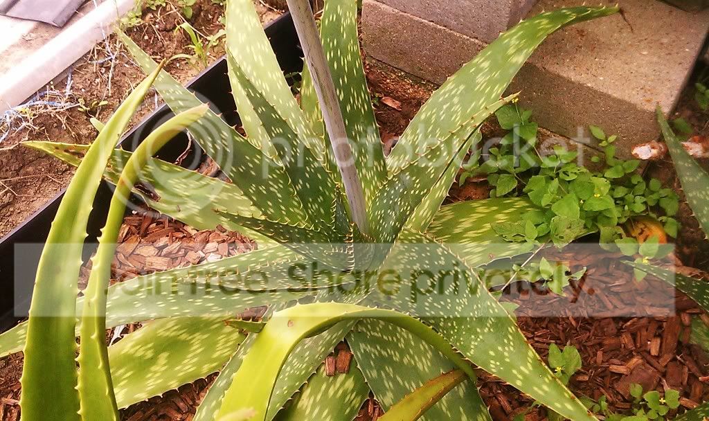 IMAG1021_zpsf4bad301.jpg