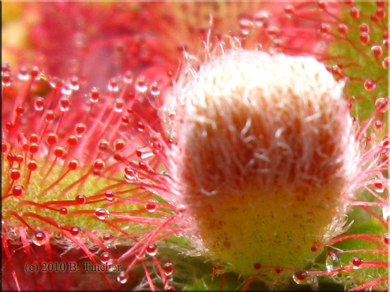 D_graomogolensis.jpg
