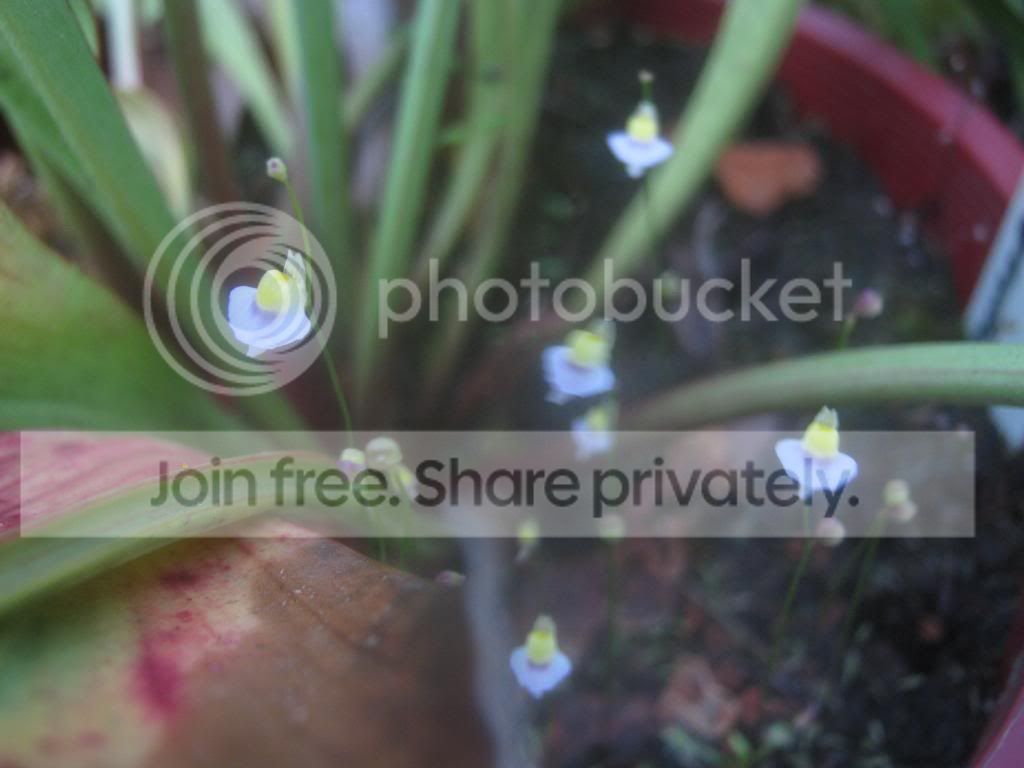 IMG_5449_zps32b19344.jpg