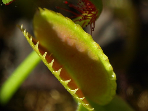 3412580943_3dcffacccc.jpg