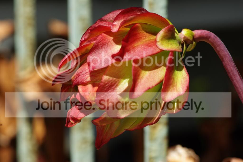 IMGP4730.jpg