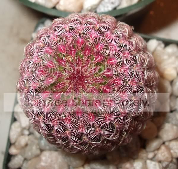 cactuspics08018.jpg