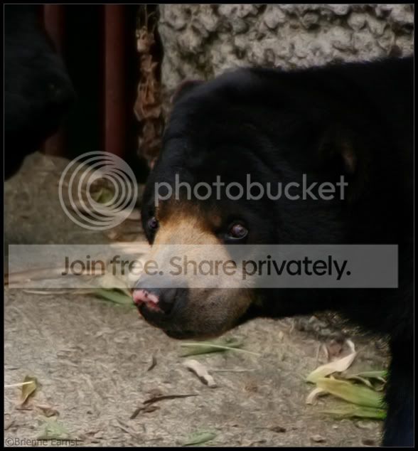 SunbearLook_4667.jpg
