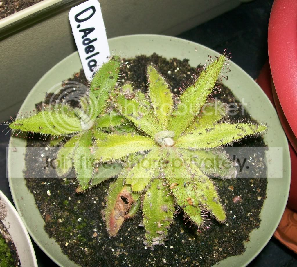 CarnivorousPlants026.jpg